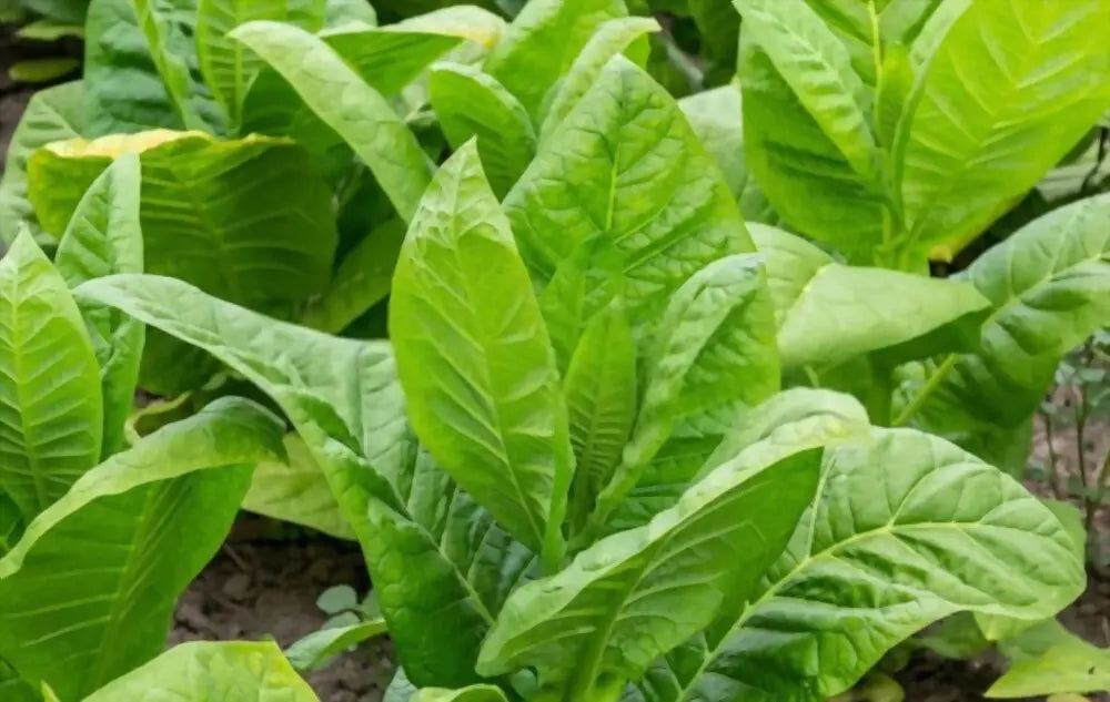 what does tobacco do to your body No smoking day: Here's what smoking a cigarette actually does to your body what does tobacco do to your body No smoking day: Here's what smoking a cigarette actually does to your body