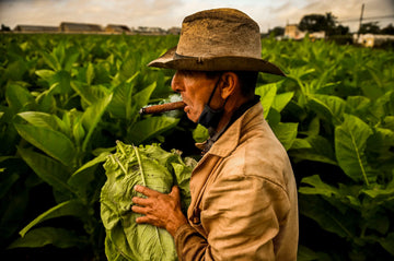 What-leaf-is-used-in-cigars CCC
