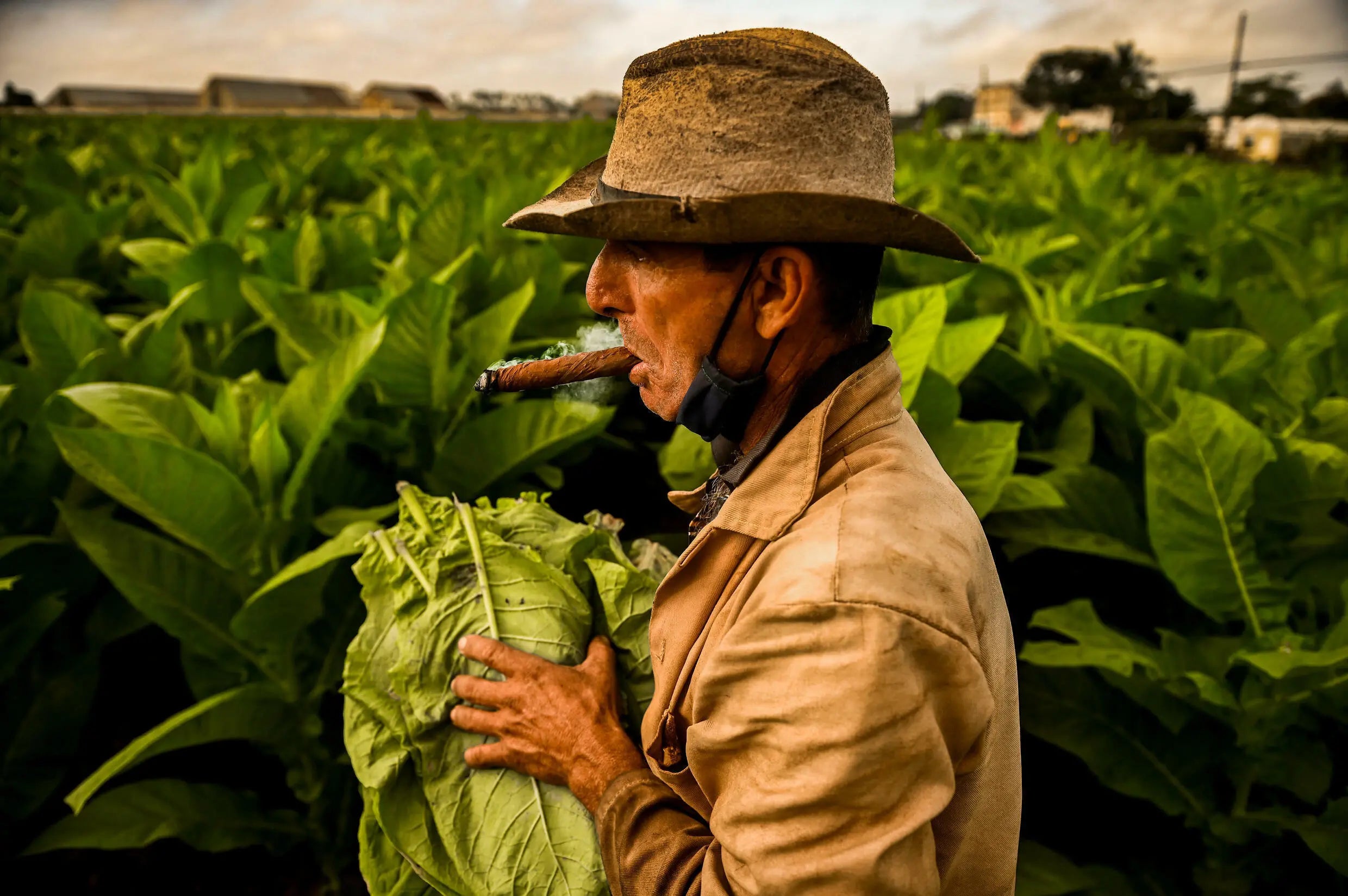 What Leaf is Used in Cigars? Explore the Essential Tobacco Types